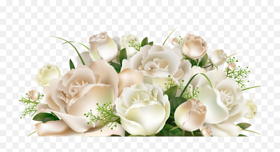 White Roses Png Hd Pictures - Vhvrs Transparent White Roses Png,Rose Transparent
