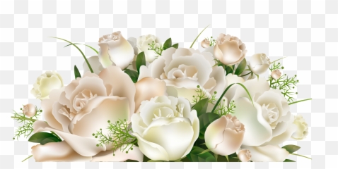 White Roses Png Hd Pictures - Vhvrs Transparent White Roses Png,Rose Transparent