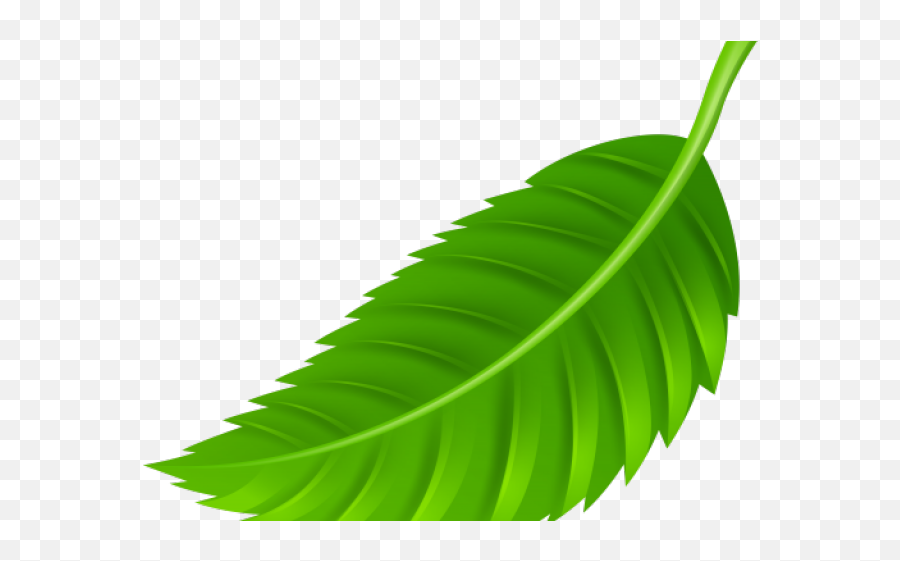 Png Leaf Transparent Clipart Free - Leaf Png Clip Art,Leaves Clipart Png