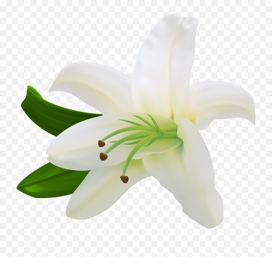 Library Of White Lily Flower Clipart Free Stock Png Files - White Lily Flower Png,Lily Transparent Background