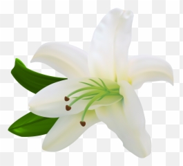 Library Of White Lily Flower Clipart Free Stock Png Files - White Lily Flower Png