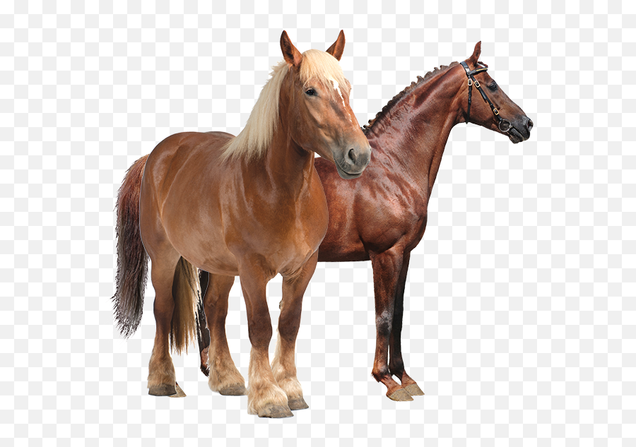 Ocean Harvest Technology - Cheval De Trait Png,Horse Transparent Png