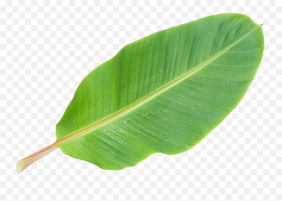 Musa Basjoo Banana Leaf - Banana Leaf Png Picture Png Banana Tree Leaf Clipart,Banana Leaf Png