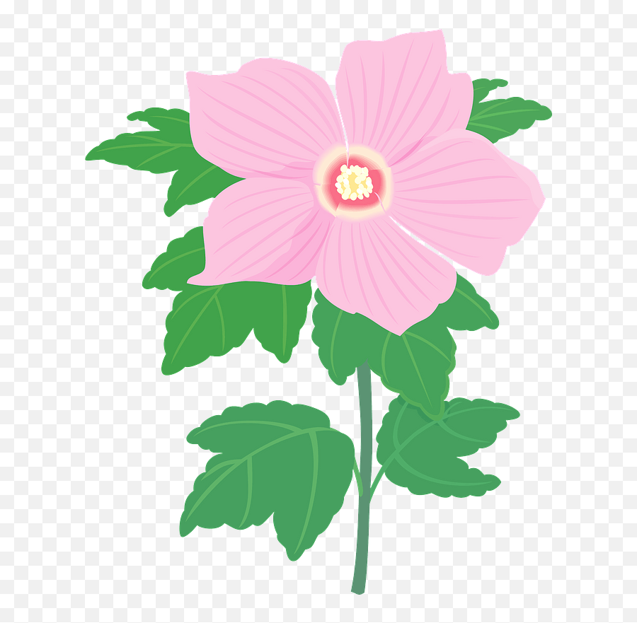 Hibiscus Syriacus Flower Clipart - Hawaiian Hibiscus Png,Hibiscus Png