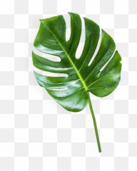 Download The - Banana Leaf Transparent Background PNG Image