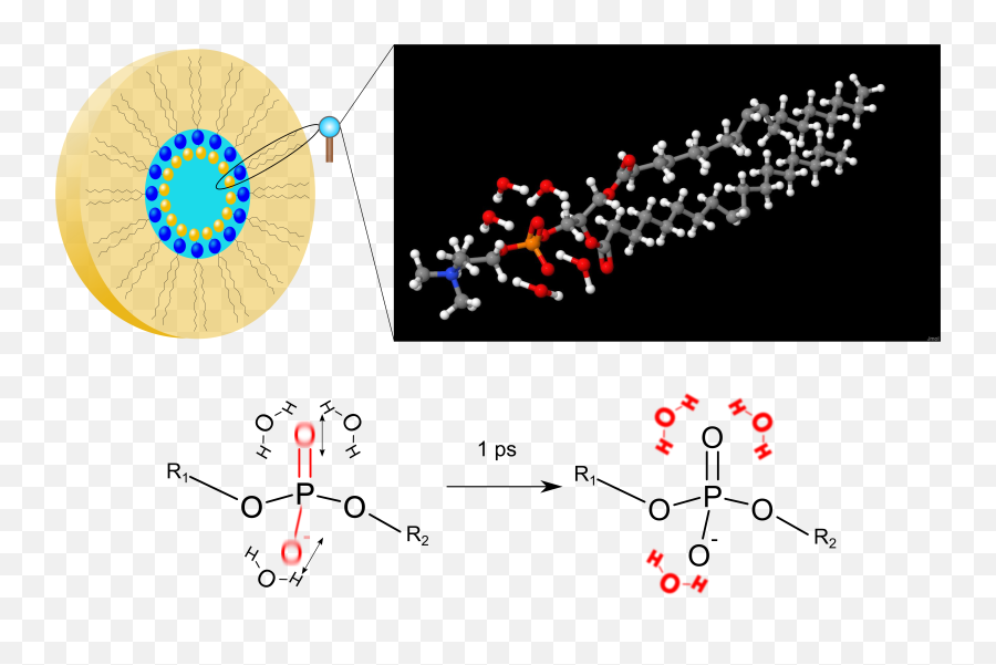 Phospholipids And Water Molecules Full Size Png Download - Phospholipid Interaction With Water,Molecules Png