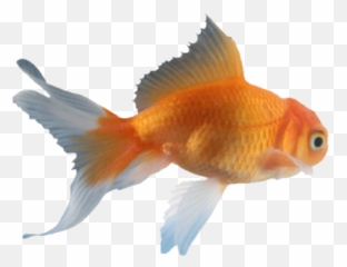 White Download Snegy S Theme Kaneki - Gold Fish Png,Goldfish Png
