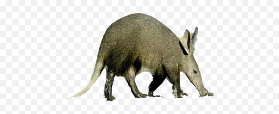 Aardvark Png Download Image All - Aardvark,Hog Png