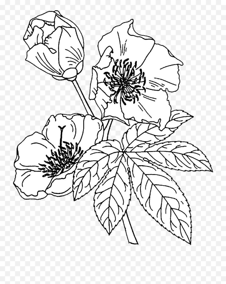 Crafting With Jack Flower Outline Floral Drawing - White Williams Speaking A Dead Language Png,White Flowers Transparent
