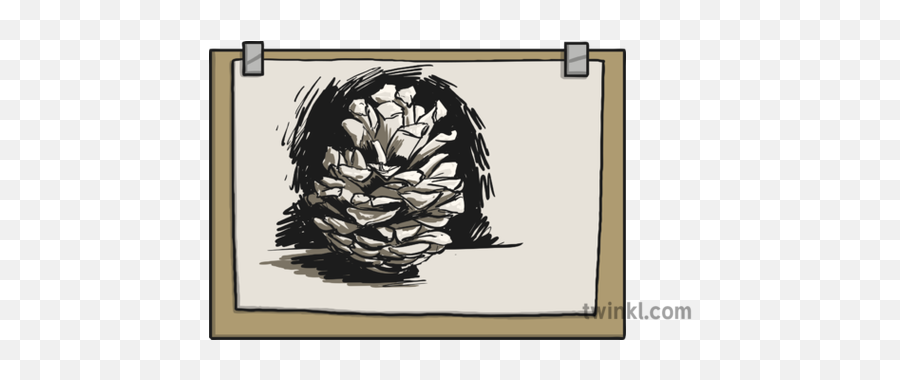 Drawing Of A Pinecone Illustration - Twinkl Picture Frame Png,Pinecone Png