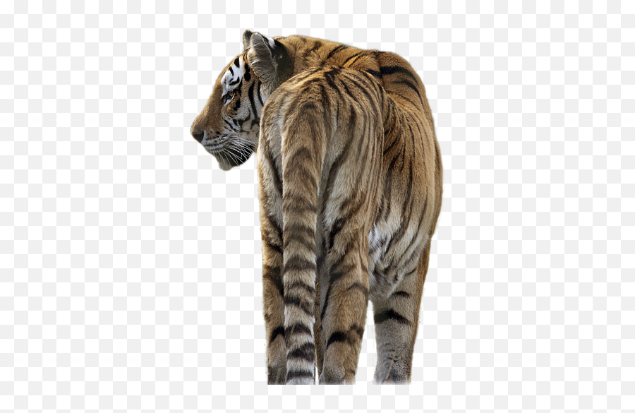 Amur Tiger - Transparent Image Tiger Transparent Png,Pillow Transparent Background