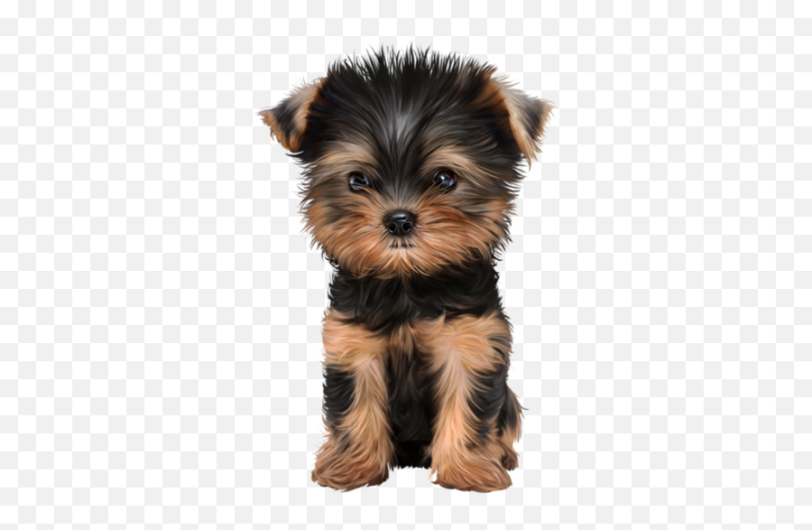 Yorkie Puppies - Puppy Png,Yorkie Png