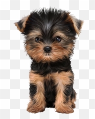 Yorkie Puppies - Puppy Png,Yorkie Png