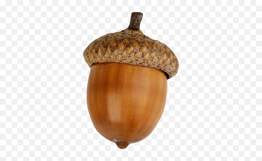 Dried Acorn Png Download Image - Acorn On White Background,Acorn Png