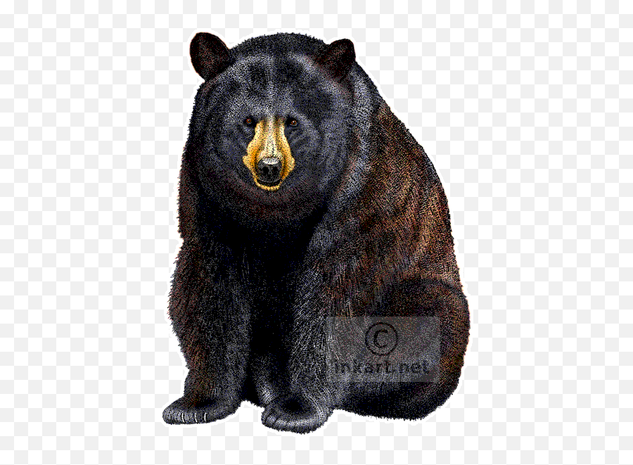 American Black Bear Png Image With - American Black Bear Art,Black Bear Png
