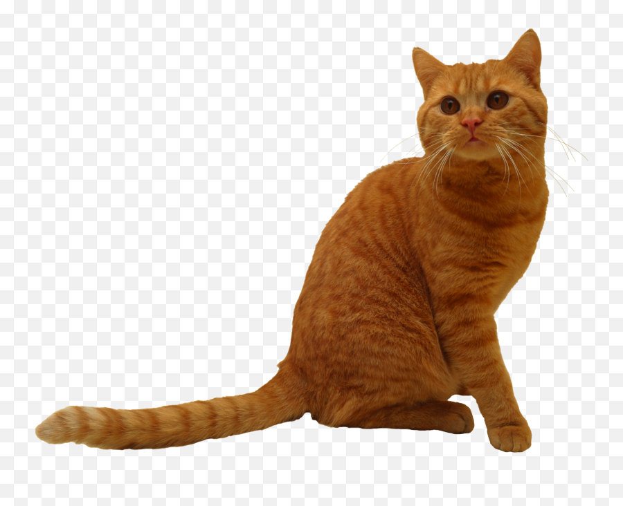 357 Transparent Cat Png Images Purepng - Cat Sitting Png,Transparent Cat