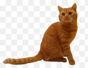 357 Transparent Cat Png Images Purepng - Sitting
