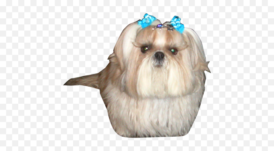 Birthday Thank You - Happy Birthday Shih Tzu Yorkie Dog Png,Shih Tzu Png