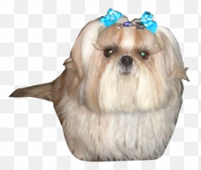 Birthday Thank You - Happy Birthday Shih Tzu Yorkie Dog Png,Shih Tzu Png