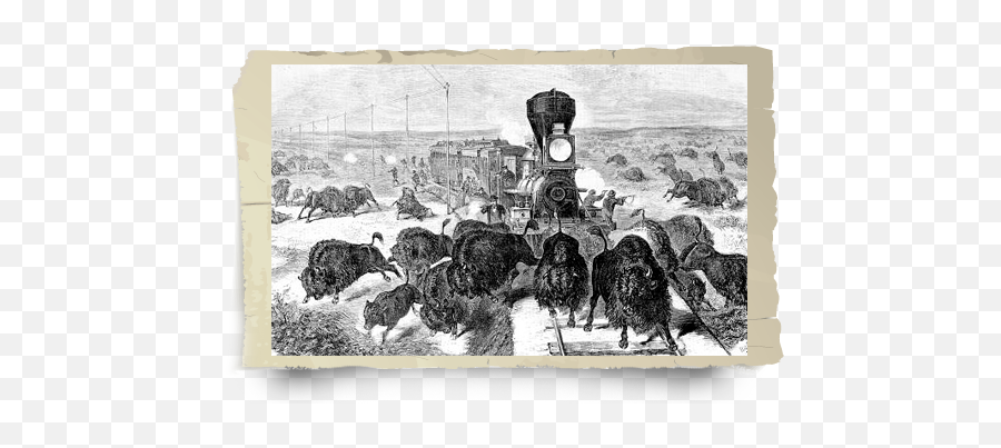 Bison Or Buffalo Native Americans - Transcontinental Railroad Buffalo Png,American Buffalo In Search Of A Lost Icon