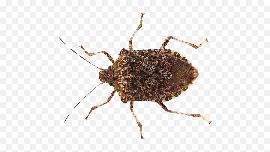 True Bug Png Transparent Images - Stink Bugs Png,Bugs Png