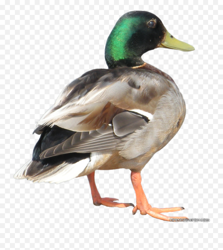 Download Duck Clipart Hq Png Image In - Duck Transparent Clipart,Duck Clipart Png