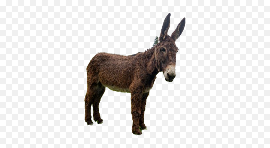 Download Free Donkey Png File Hd Icon Favicon Freepngimg - Animal Figure,Mule Icon