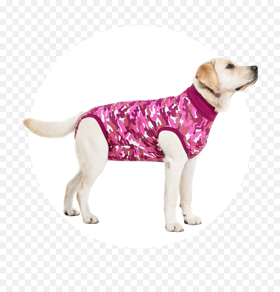 Recovery Suit Dog - Suitical Suitical Recovery Suit For Dogs Png,Pink Icon Vest