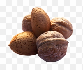 Png Walnut - Transparent Nuts,Walnut Transparent