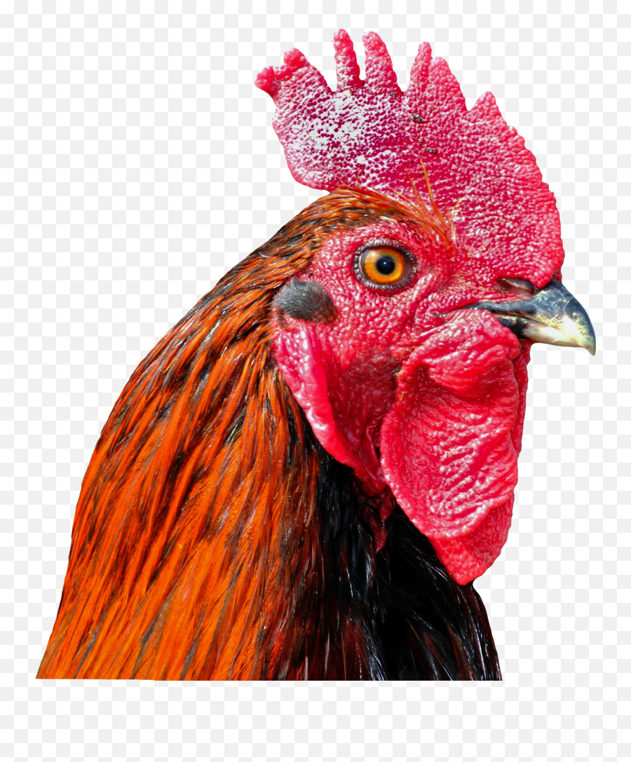 Picture Of Cock Head With Transparent Background Petanos - Transparent Chicken Head Png,Parrot Transparent Background