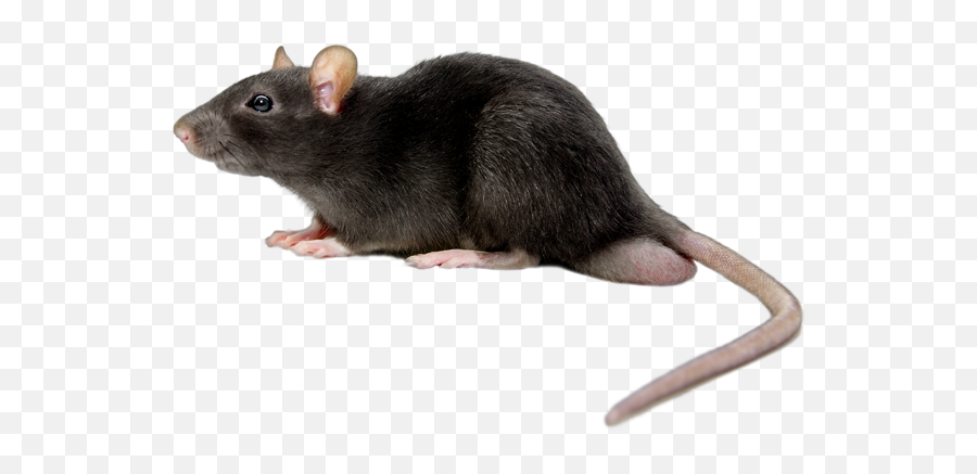 44 Mouse Png Images Are Free To Download - Rat Png,Mouse Png
