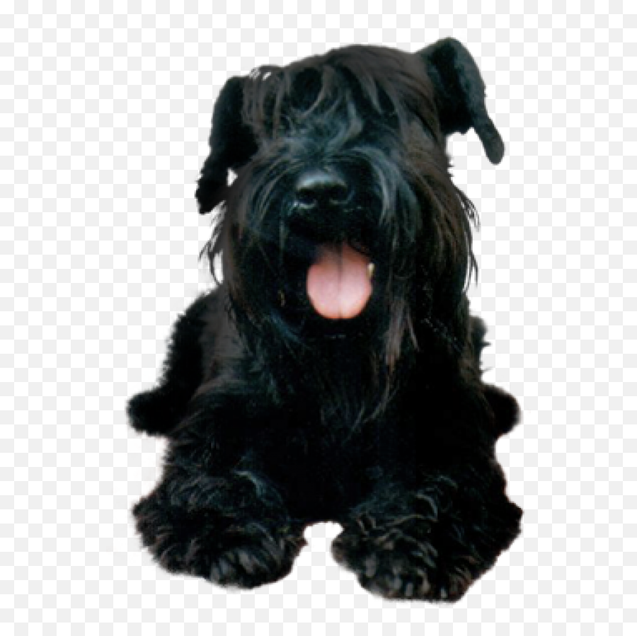 Download Hd Black Puppy Dog Png - Schnauzer Puppy Portable Network Graphics,Puppy Transparent Background