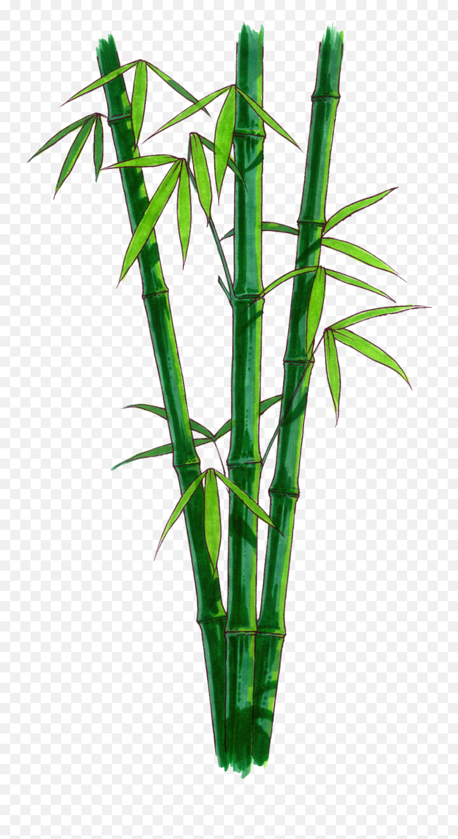 84 Bamboo Png Images Are Available Free - Transparent Bamboo Png,Bamboo Leaves Png