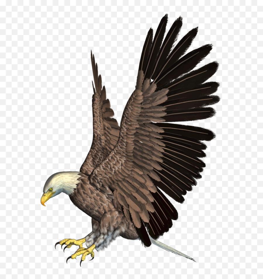 Bald Eagle Png Hd Mart - Eagle Clipart Png,Bald Head Png
