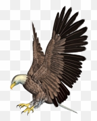 Bald Eagle Png Hd Mart - Eagle Clipart Png,Bald Head Png