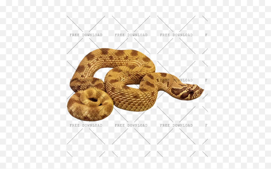 Png Image With Transparent Background Anaconda
