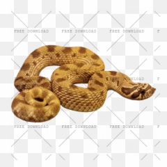Png Image With Transparent Background Anaconda