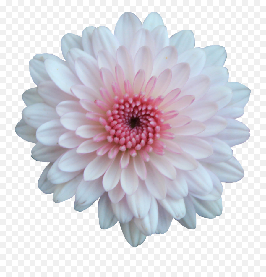 Pink And White Flowers Png 1 Image - Pink And White Flower Png,White Flowers Png