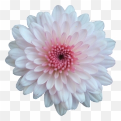 Pink And White Flowers Png 1 Image - And White Flower Png