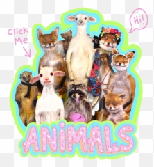 Adele Morse - Home Kangaroo Png,Adele Png