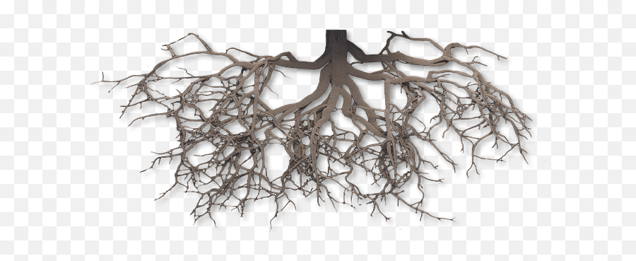 Download Hd Scientific Medical - Roots Tree Png Transparent,Tree Roots Png