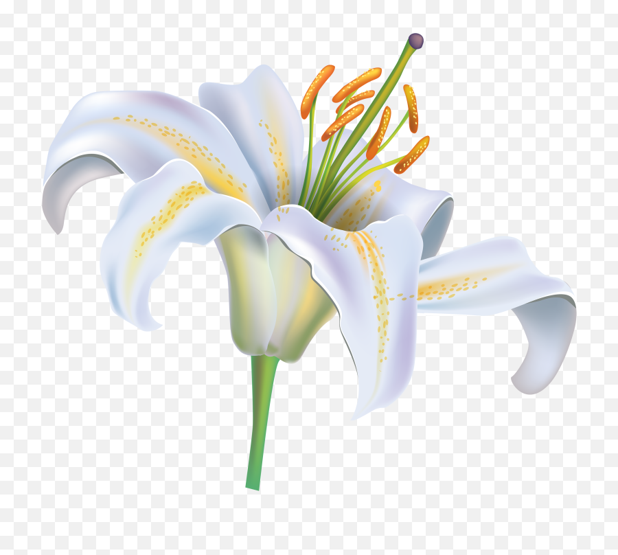 White Lily Clipart No Background - Lily Flower Png Clipart White Lily Flower,Lily Transparent Background