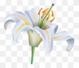 White Lily Clipart No Background - Flower Png