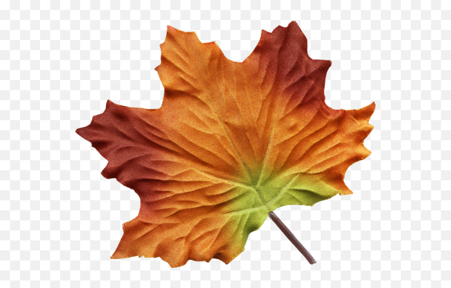 Maple Leaves - Watercolor Painting Png,Maple Leaves Png
