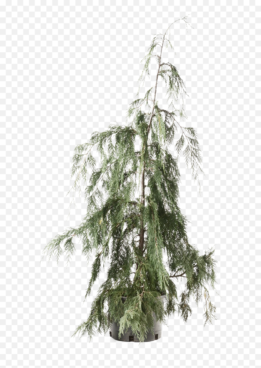 Cedar Tree Png Clipart - Red Pine,Cedar Tree Png