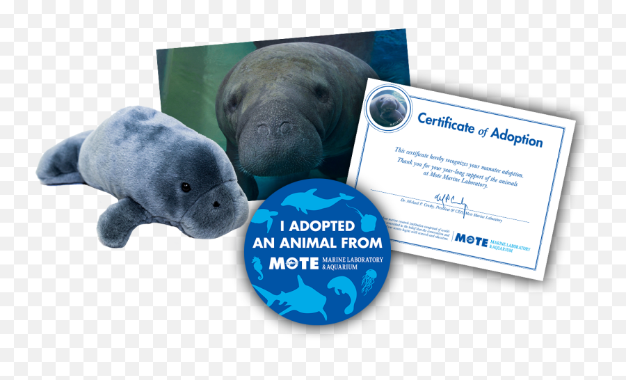 Items Included In Buddy Package - Marine Mammal Png,Manatee Png