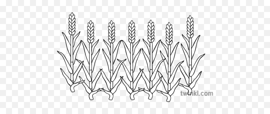 Fat Corn Stalks Black And White 4 - Line Art Png,Corn Stalk Png