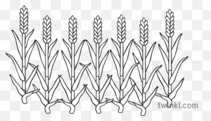 Fat Corn Stalks Black And White 4 - Line Art Png,Corn Stalk Png