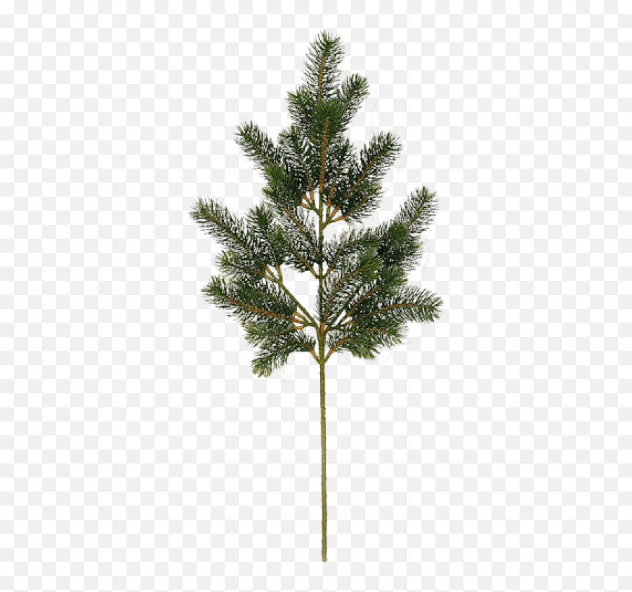 Fir Tree Png Image - High Resolution Trees Png,Arboles Png