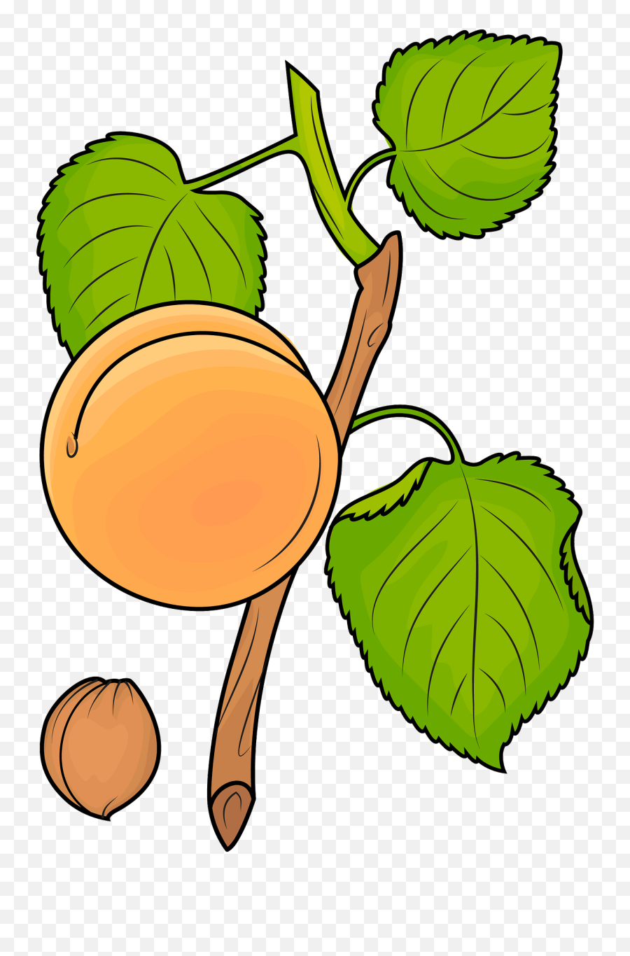 Apricot - Fresh Png,Branch Clipart Png